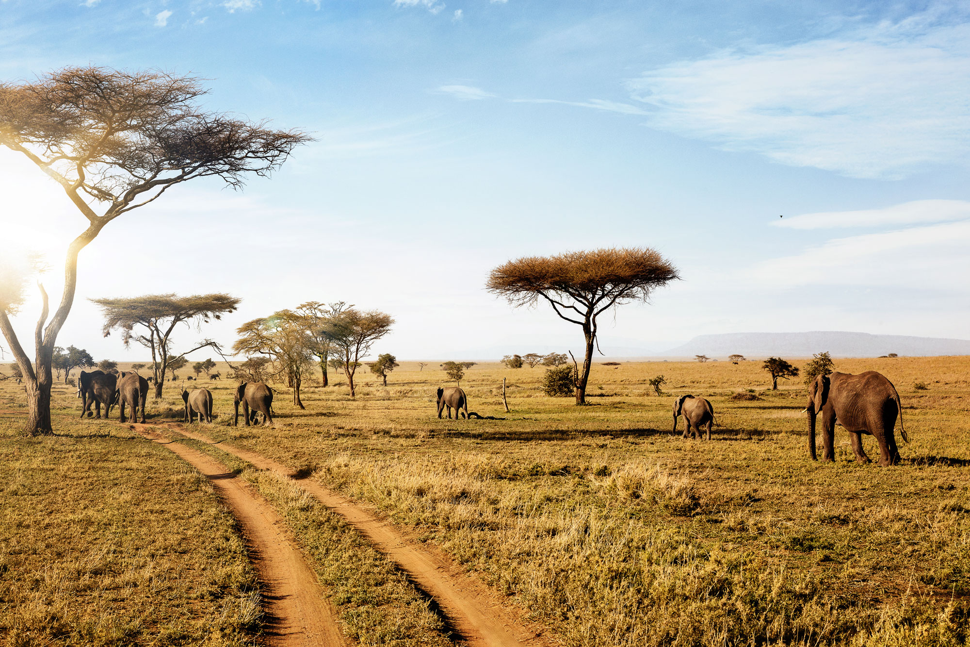 Go Wild Plan An African Safari With Toni Mcconnaughey