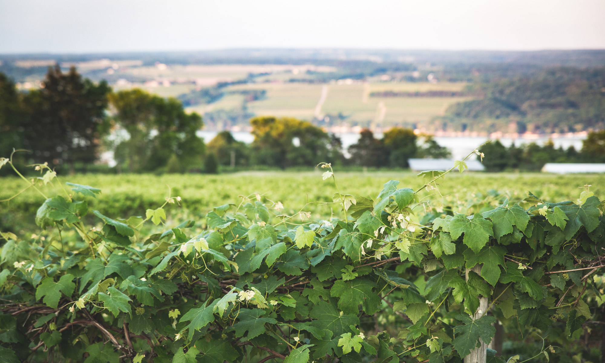 wine tours east coast