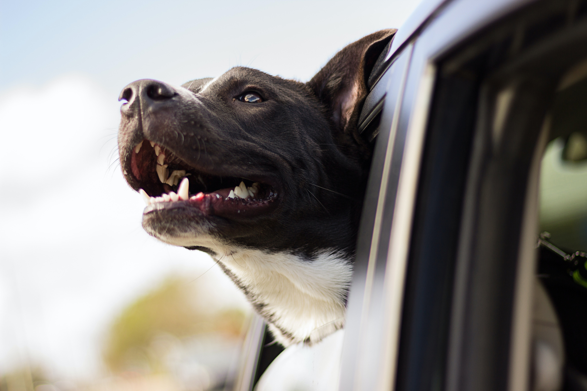 Pet Friendly Vacations: Tips for Traveling Well with Your Pet